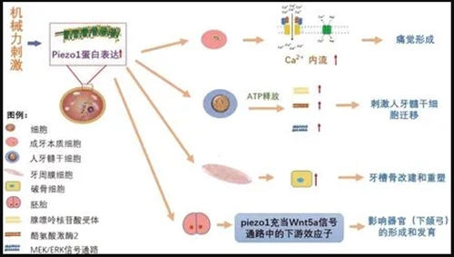 口腔醫學論文